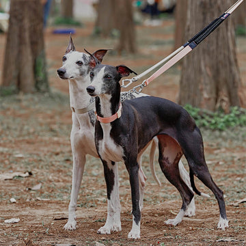 Chain Reaction Anti-Pull Martingale Dog Training Collar