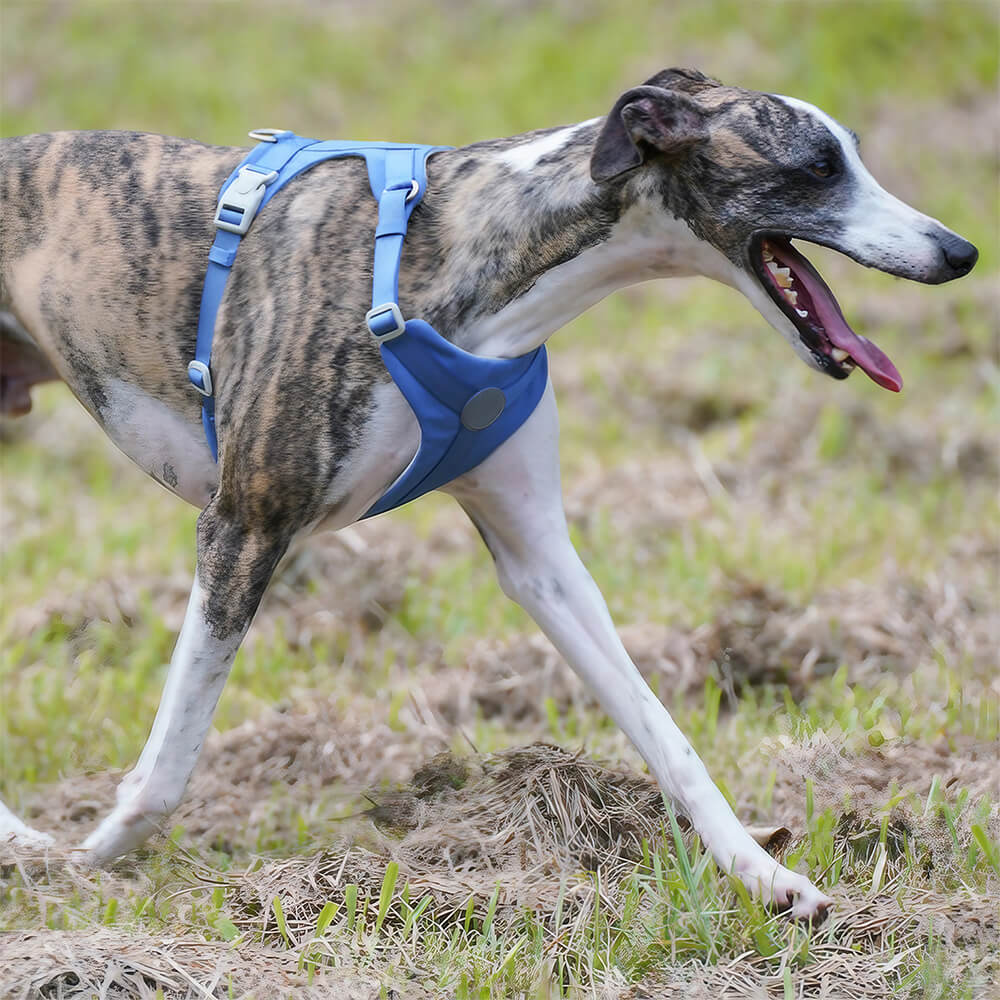 Complete Control Comfortable No-Pull Dog Harness and Leash