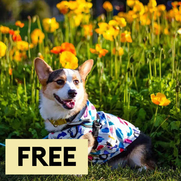 Reversible Waterproof Dog Rain Coats - Graffiti & Iridescent