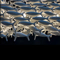 Porcelain Fish Shaped Dining Table Chandelier - Joyfuzzy